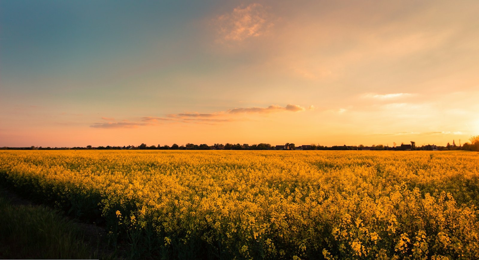 Campo de colza al atardecer